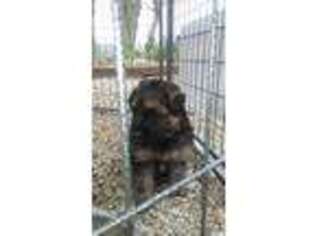 German Shepherd Dog Puppy for sale in Vine Grove, KY, USA
