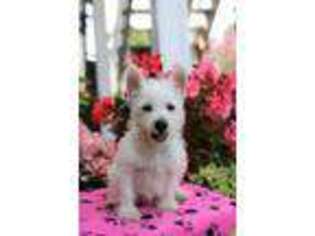 West Highland White Terrier Puppy for sale in Baltic, OH, USA