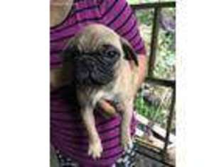Pug Puppy for sale in Red Wing, MN, USA