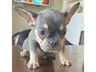 French Bulldog Puppy for sale in Frederick, MD, USA