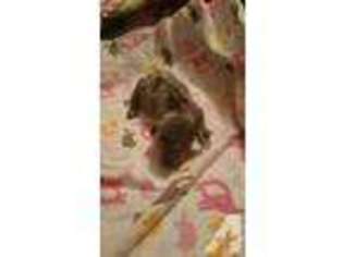 Dachshund Puppy for sale in SCHULENBURG, TX, USA