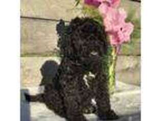 Portuguese Water Dog Puppy for sale in Dalton, OH, USA