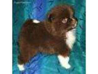 Pomeranian Puppy for sale in Portage, WI, USA