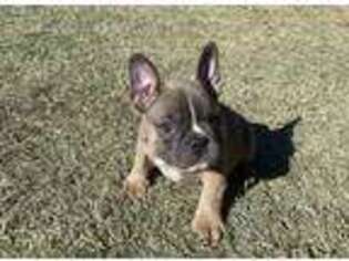 French Bulldog Puppy for sale in Tuttle, OK, USA