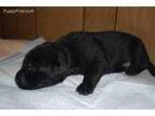 Labrador Retriever Puppy for sale in Sterling, VA, USA