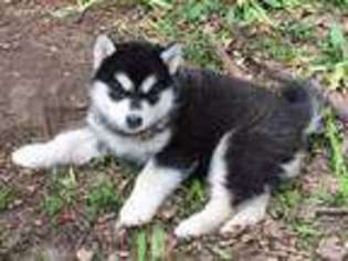 Alaskan Malamute Puppy for sale in Minneapolis, MN, USA