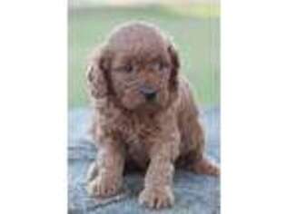 Goldendoodle Puppy for sale in Reading, MI, USA