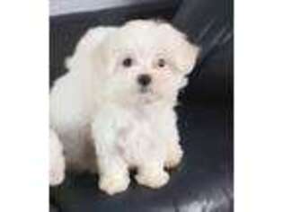 Maltese Puppy for sale in Lebanon, OR, USA