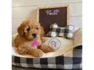 Goldendoodle Puppy for sale in Ramsey, IL, USA