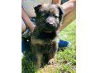 German Shepherd Dog Puppy for sale in Hill, NH, USA