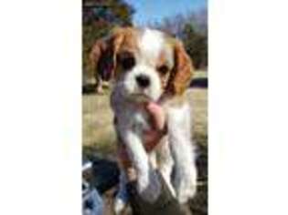 Cavalier King Charles Spaniel Puppy for sale in Yale, OK, USA