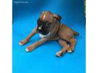 Boxer Puppy for sale in South Amboy, NJ, USA