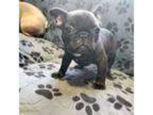 French Bulldog Puppy for sale in Spanish Fork, UT, USA