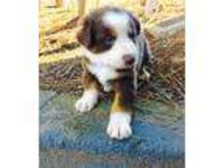 Australian Shepherd Puppy for sale in Austell, GA, USA