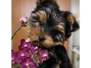 Yorkshire Terrier Puppy for sale in Northbrook, IL, USA