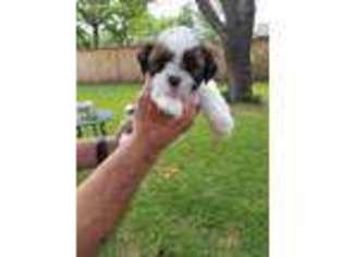 Lhasa Apso Puppy for sale in Haltom City, TX, USA