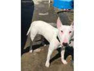 Bull Terrier Puppy for sale in Los Angeles, CA, USA