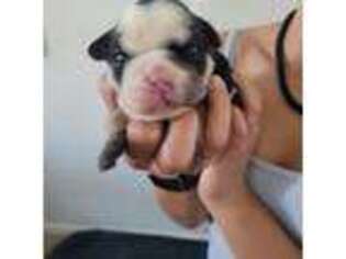 Bulldog Puppy for sale in Oakley, CA, USA