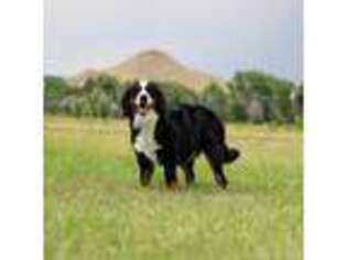 Bernese Mountain Dog Puppy for sale in Mead, CO, USA