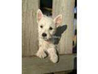 West Highland White Terrier Puppy for sale in Sibley, IA, USA