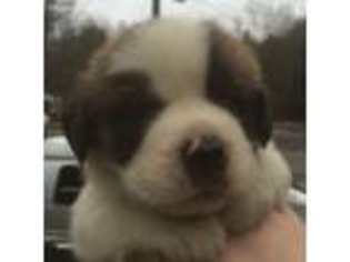Saint Bernard Puppy for sale in Harpursville, NY, USA