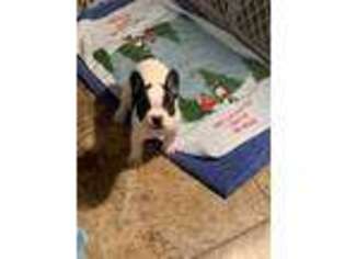 French Bulldog Puppy for sale in Fort Mcdowell, AZ, USA