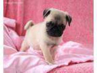 Pug Puppy for sale in Dundee, OH, USA