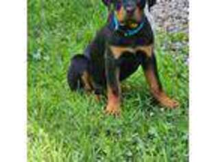 Rottweiler Puppy for sale in Moravia, NY, USA