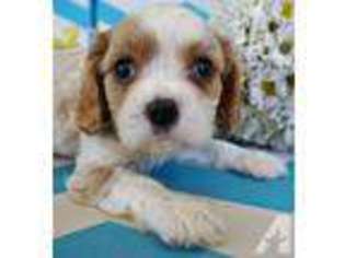 Cavalier King Charles Spaniel Puppy for sale in POWAY, CA, USA