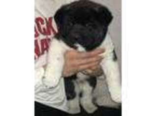 Akita Puppy for sale in Toledo, OH, USA
