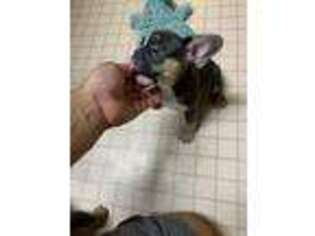 French Bulldog Puppy for sale in Wahiawa, HI, USA