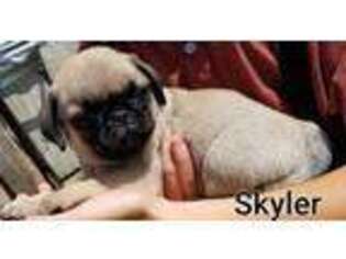 Pug Puppy for sale in Belle Center, OH, USA