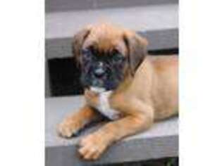 Boxer Puppy for sale in Washburn, MO, USA