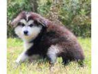 Alaskan Malamute Puppy for sale in Sulphur Springs, TX, USA