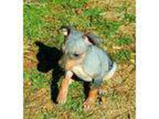 American Hairless Terrier Puppy for sale in Midland, TX, USA