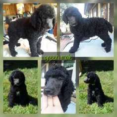 Mutt Puppy for sale in Honey Creek, IA, USA