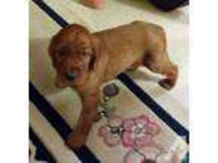 Irish Setter Puppy for sale in WAYNESBURG, KY, USA
