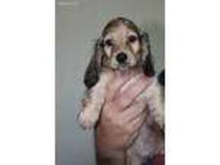 Dachshund Puppy for sale in Magnolia, TX, USA