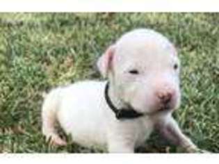 Dogo Argentino Puppy for sale in Yoakum, TX, USA