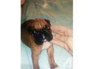Boxer Puppy for sale in TRUFANT, MI, USA