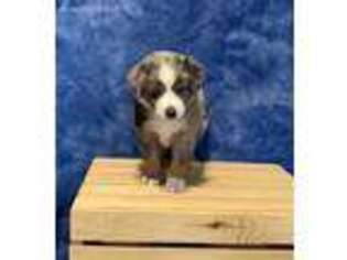 Miniature Australian Shepherd Puppy for sale in Sturgis, MI, USA