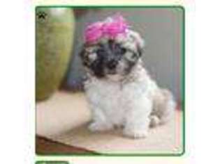 Mal-Shi Puppy for sale in Baldwinsville, NY, USA
