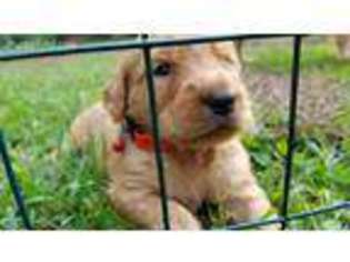 Goldendoodle Puppy for sale in Hickory, NC, USA