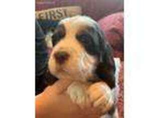 English Springer Spaniel Puppy for sale in Lebanon, OR, USA