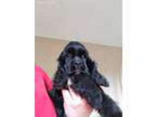 Cocker Spaniel Puppy for sale in Manchester, IA, USA