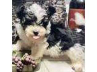 Havanese Puppy for sale in Tacoma, WA, USA