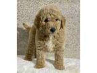 Goldendoodle Puppy for sale in Buckhead, GA, USA