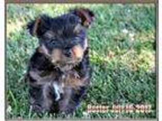 Yorkshire Terrier Puppy for sale in Shelbyville, IL, USA