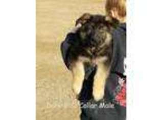 German Shepherd Dog Puppy for sale in Lesterville, SD, USA