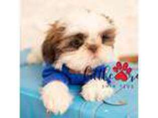 Shih-Poo Puppy for sale in Vernal, UT, USA